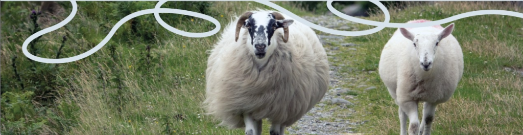 Homepage - Irish Grown Wool Council
